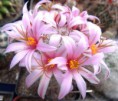 /album/jancura-marian/mammillaria-minichiana-jpg/